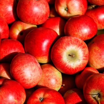 Æblets dag på Snaptun Frugtplantage