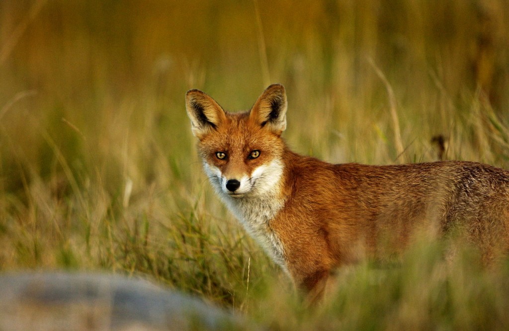 Ræv (Vulpes vulpes)